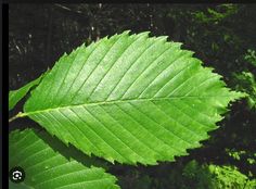 a green leaf is shown in the foreground and on the background are some trees