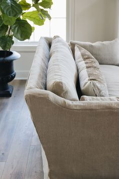 a living room with a couch and a potted plant in the corner by the window