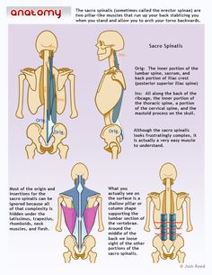 an image of the muscles and their functions in human body diagram with text below it