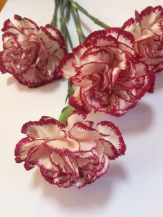 three red and white flowers sitting on top of a table