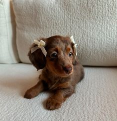 Winnie Dogs, Daschund Puppies, Cute Dog Pictures