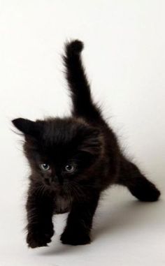 a small black kitten running across a white floor with it's front paws in the air