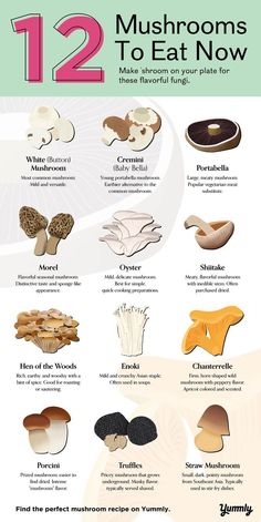 mushrooms are the most important food for many people to eat, and they can be found in