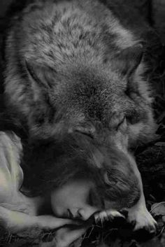 a black and white photo of a wolf laying down