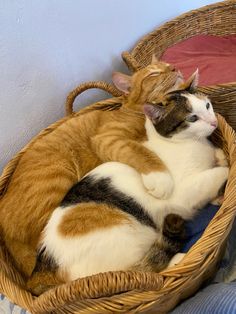 a cat laying in a wicker basket on top of a blue and white bed