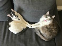 two cats sitting on a couch playing with each other's paws and touching hands