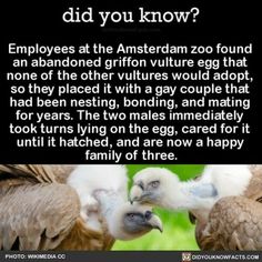 two vultures are touching each other with their beaks and the caption says, did you know? employees at the amsterdam zoo zoo found an