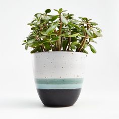 a potted plant sitting on top of a white table next to a black and blue vase