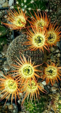 some very pretty looking plants in the dirt