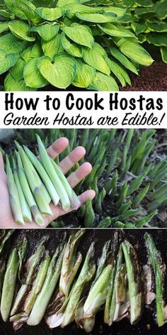 how to cook hostas garden herbs are edible