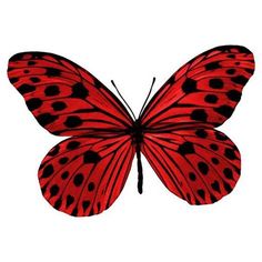 a red butterfly with black spots on it's wings