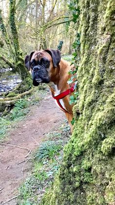 a brown and white dog standing next to a tree covered in green mossy branches