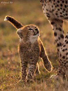 a baby cheetah is walking next to an adult cheetah