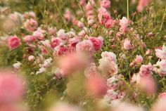 pink flowers are blooming in the field