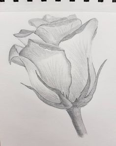 a pencil drawing of a flower on paper