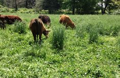 several cows grazing in a field with trees in the background