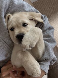 a person holding a puppy in their arms