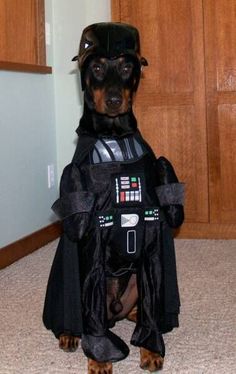 a dog dressed up as darth vader in a star wars costume for halloween