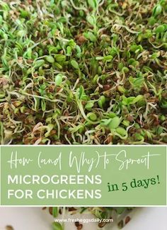 microgreens for chickens in 5 days with text overlay that reads how and why to sprout