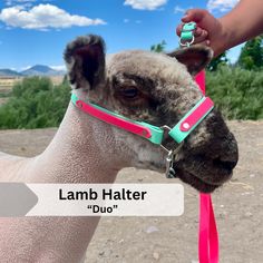 a close up of a llama with a pink leash on it's neck