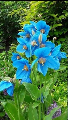 blue flowers are growing in the garden