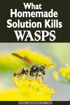 two bees sitting on top of yellow flowers with the words what homemade solution kills waspss