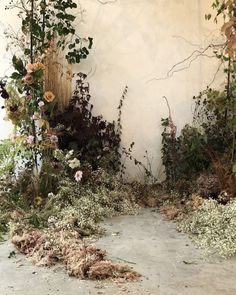 an abandoned room with flowers and vines growing on the walls, in front of a white wall