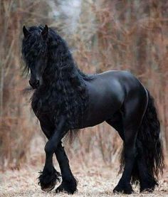 a black horse with long hair standing in the woods