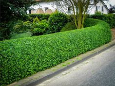 a red fire hydrant sitting on the side of a road next to a lush green hedge