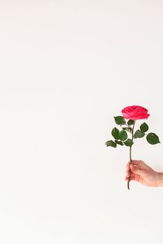 a person's hand holding a single red rose against a white background with copy space