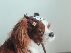 a brown and white dog wearing a knitted hat