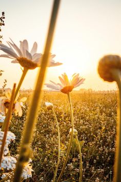 the sun is setting over some daisies in a field