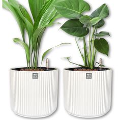 two white planters with green plants in them