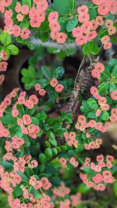 small pink flowers are growing in a potted plant with green leaves on the ground