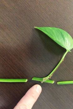 where-to-cut-pothos-to-propagate Propagating Golden Pothos, Propagating Pothos, Indoor Plant Ideas, Pothos Plant Care, Pothos Plants, نباتات منزل�ية, Household Plants, Plant Care Houseplant, Plants Ideas