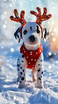 Dogs Christmas, Dog Wallpaper, Winter Dog, Puppy Pictures, Pretty Wallpapers Backgrounds, Cute Cats And Dogs, Baby Dogs, Christmas Animals