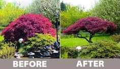 before and after photos of a tree in a park with purple flowers on the trees