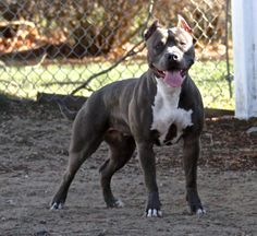 a brown and white dog standing on top of a dirt field next to a fence