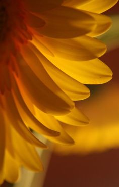 a close up view of a yellow flower