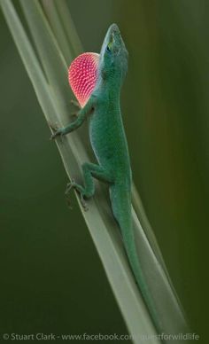 a green and pink lizard sitting on top of a plant