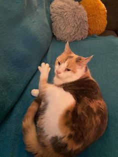 an orange and white cat laying on top of a blue couch next to two stuffed animals