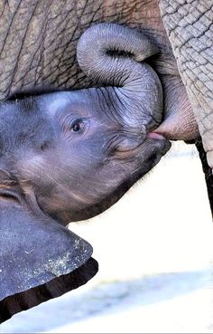 the baby elephant is rubbing it's face against the adult elephant's ear