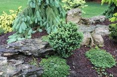 some plants and rocks in a garden