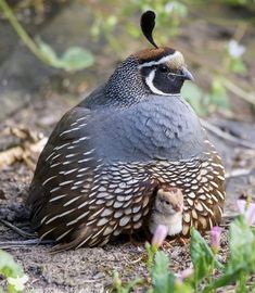 a large bird sitting on the ground next to flowers