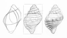 three different types of seashells are shown in this drawing