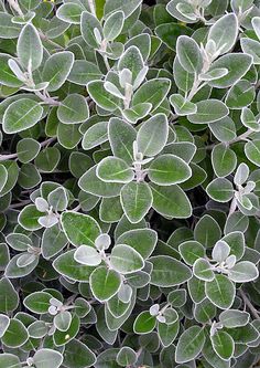 a close up view of some very pretty green plants