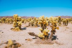 several cactus plants in the desert with mountains in the background