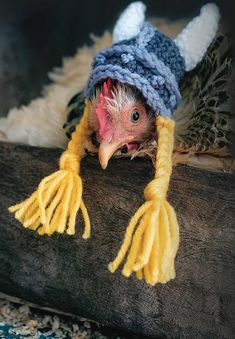 a bird wearing a knitted hat with tassels on it's head