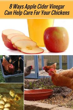 an apple cider vinegar can help care for your chickens