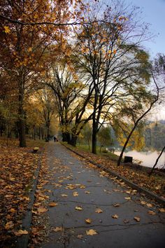 the path is lined with leaves and trees